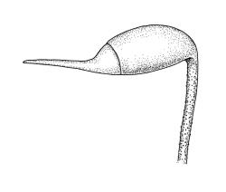 Eurhynchium praelongum, capsule with operculum. Drawn from J. Child 6659, CHR 429182.
 Image: R.C. Wagstaff © Landcare Research 2019 CC BY 3.0 NZ
